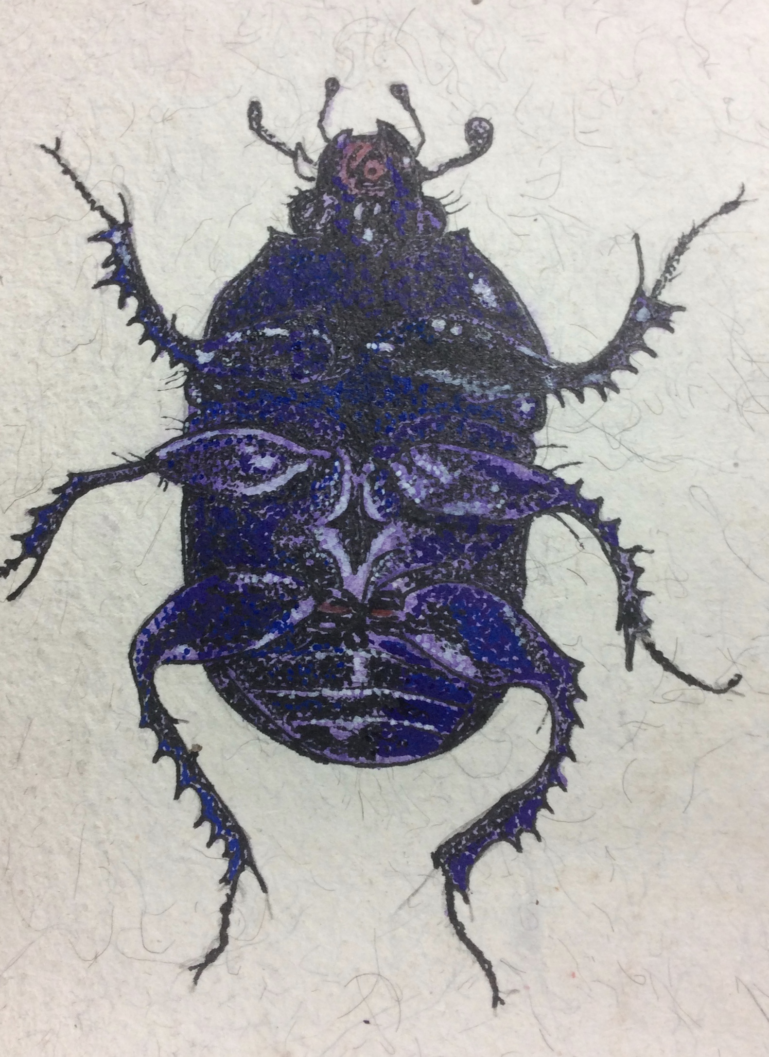 Dung Beetle  The Lousy Watchman | The Library of Obscure Wonders